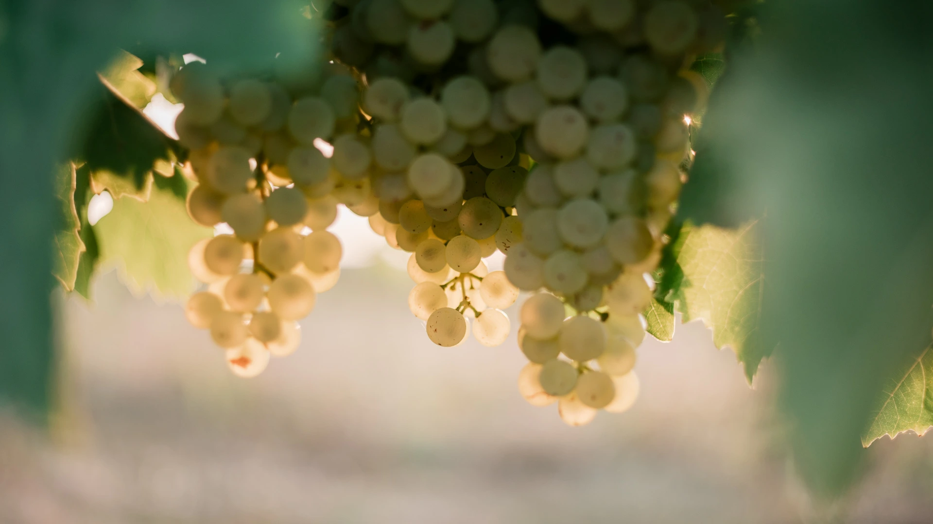 Gros plan lumineux et contre-jour sur des grappes de raisin blanc dans un vignoble près de Cognac lors d'un mariage en Charente par Alexandre Topolewski