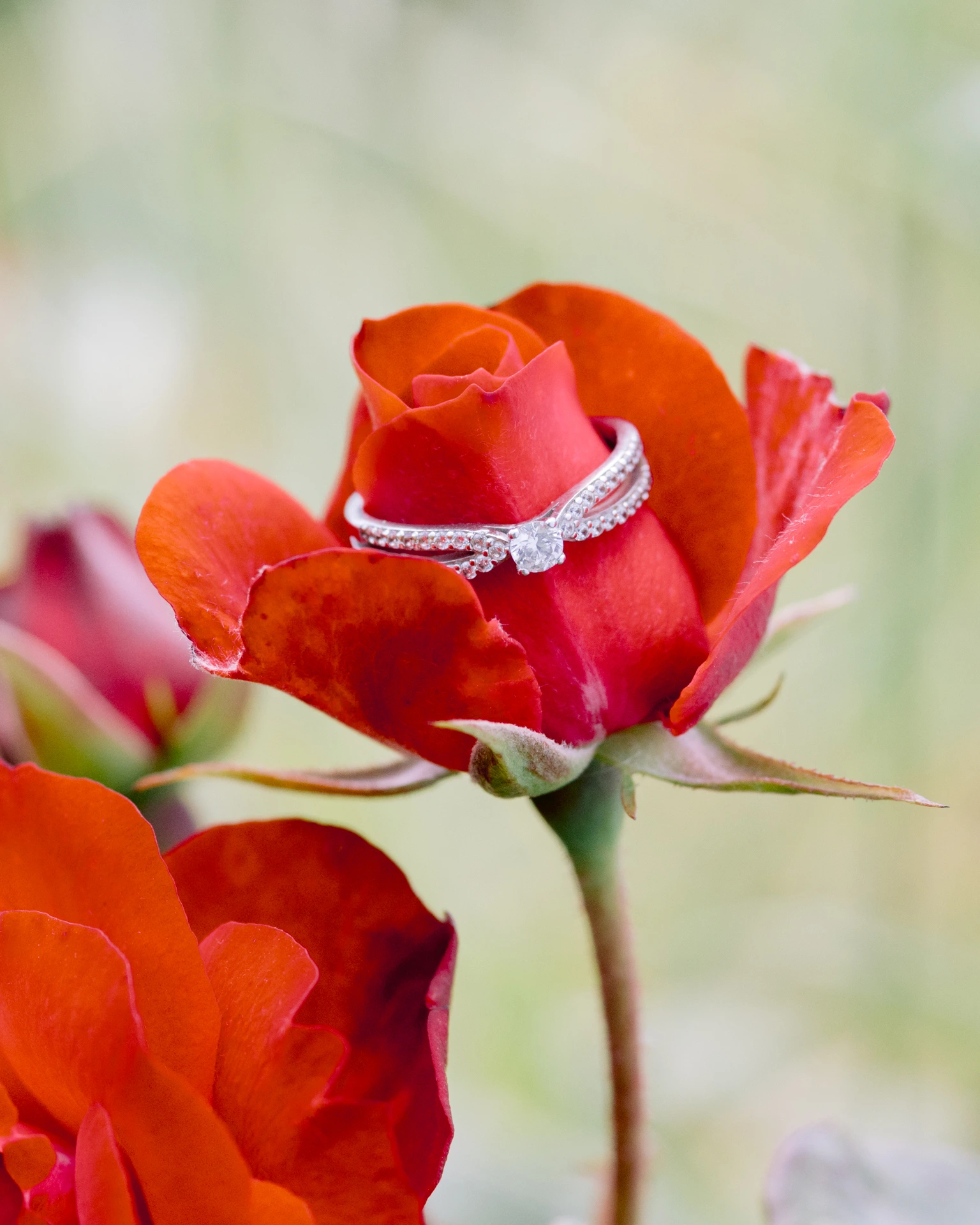 Bague de fiançailles élégante sertie de diamants posée sur une rose rouge veloutée, photographie fine art en lumière naturelle.
